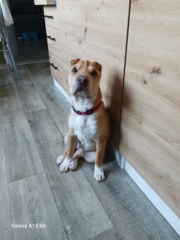 Sharpei štěně 5měs. Fena - 5