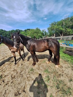 Welsh pony D valach 3roky - 5