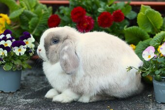 Minilop samička 10 měsíců - 5