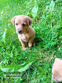Labradorský retrívr bez pp - 5