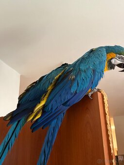 Ara ararauna , kakadu inka ,kakadu růžový - 5