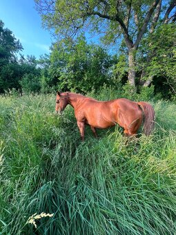 Quarter horse - 5