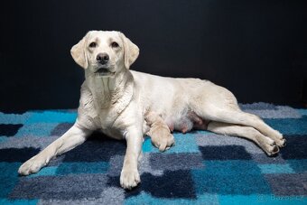 Štěňátka Labrador s PP - žlutý pejsek - 5
