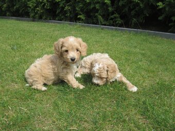 Maltipoo štěňátka - 5