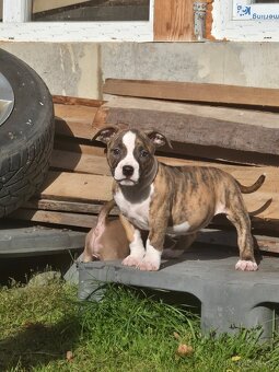 American Bull standart - 5