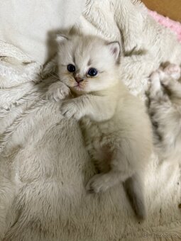 Perská činčila koťátka - 5
