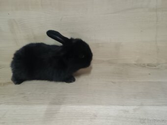 Berani zakrslý kraliček - 5