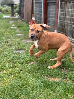 Americký stafordšírský teriér - 5