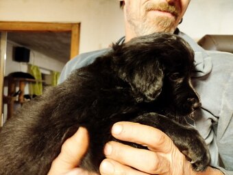 3 štěňata na prodej - 5