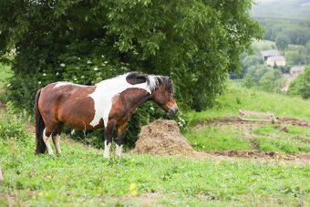 Huculská klisna, hucul, Tobiano, pony, malý kůň - 5