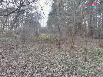 Prodej lesa, 1540 m², Sadská - 5