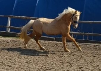 Valacha pony - 5