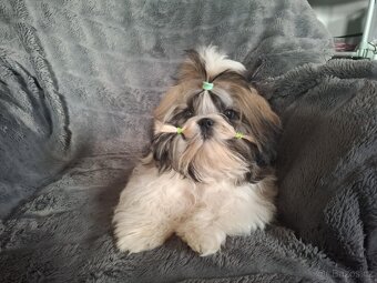 Shih tzu s pp / shi-tzu / shi tzu - 5