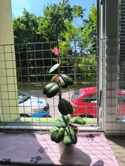 Liána Hoya Kerrii-voskovka srdíčková - 5
