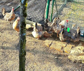 Násadová vejce a kuřata Cream Legbar - 5