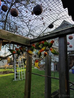 Agapornis fischeri - 5