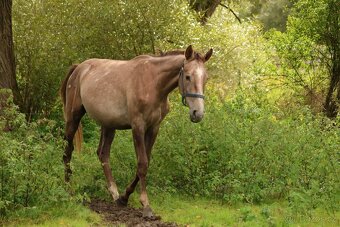 Prodám valacha CS, - 5