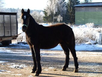 Percheron - 5