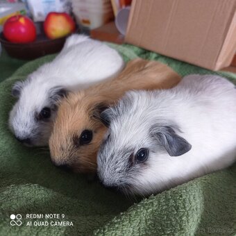 Morčata kalifornská - 5