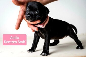 Staffordshire Bullterrier - 5