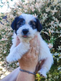 Jack Russell teriér ( Rusel teriér) s PP - 5