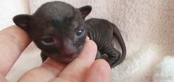 Cornish rex s PP - 5