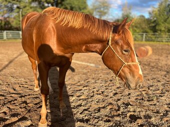 Valach Quarter Horse - 5