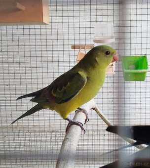 Papoušek horský - 5