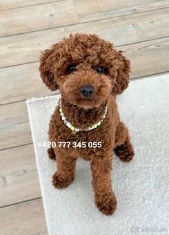 Toy pudl chlapeček Toy Poodle Male boy Red Brown - 5