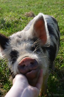 Kune Kune s nárokem na POP - 5