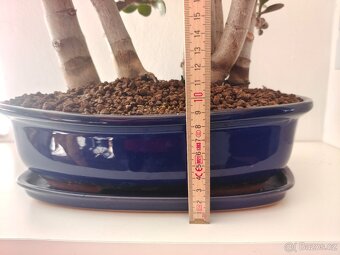 Bonsai lesík tlustice - 5
