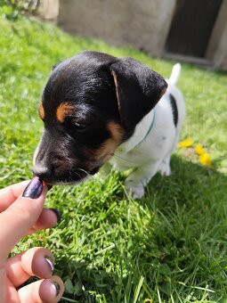 Jack Russel teriér - 5