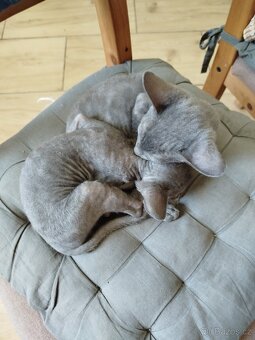 Cornish rex koťátka - 5