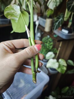 Monstera alba č.11 - 5