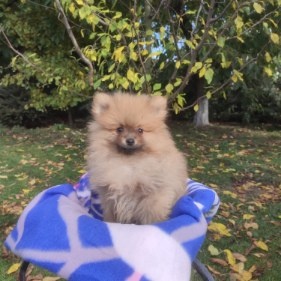 Nemecky špic maly - 5