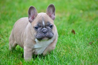 Francouzský buldoček s PP (jen kluci) - 5