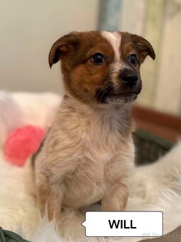 Waldo, Will a Winston - štěňátka, chlapečci - 5
