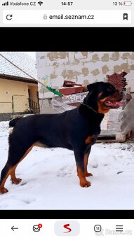 Rotvajler rtw rotweiler - 5