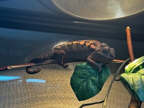 Chameleon Pardali - 5