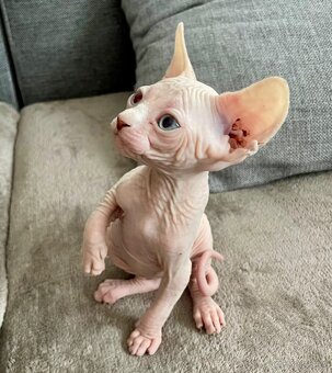 Sphynx kocourek - 5