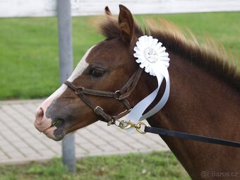 Klisnička Welsh pony, sekce B na prodej - 5