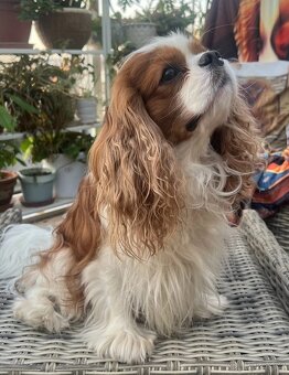 Kavalír king charles spaniel - štěňátka - 5