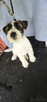 Jack Russell terrier - 5