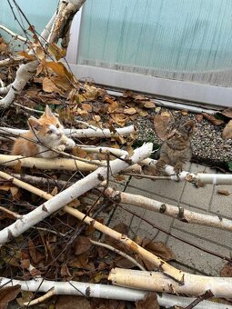 Darujeme naše umazlence :) - 5