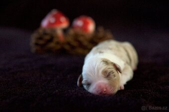 Miniaturní americký ovčák s PP (FCI) - 5