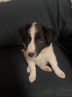 Štěňátka kříženci border kolie - 5