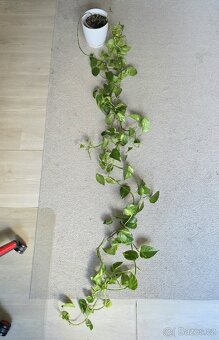 Epipremnum / Potos - 4x marble, snow queen, global, neon - 5