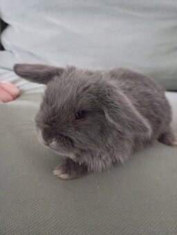 Zakrslý beránek králíček - 5