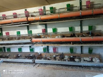 Prodej klecí na křepelky - 5