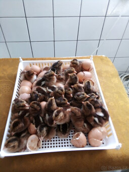 VELSUMKA ZDROBNĚLÁ REZAVĚ KOROPTVÍ - 5